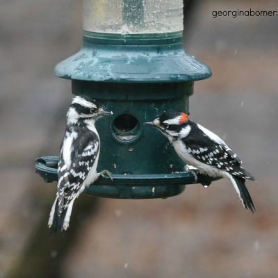 Downy Woodpeckers (F and M)