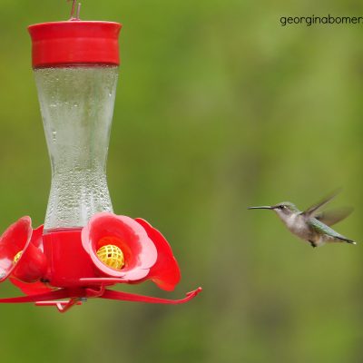 Ruby Throated Hummingbird (F)